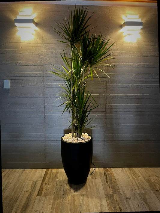 Dracena Marginata