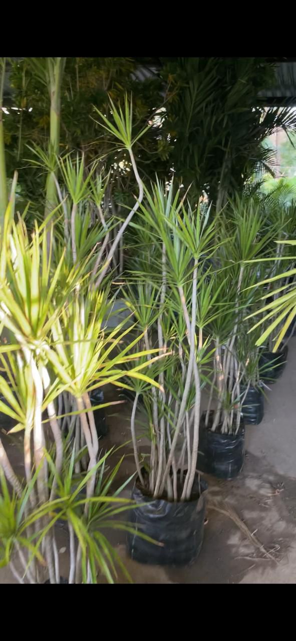 Dracena Marginata