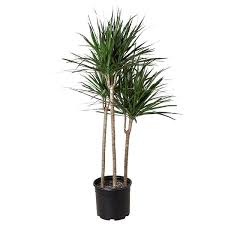 Dracena Marginata 1.5 m