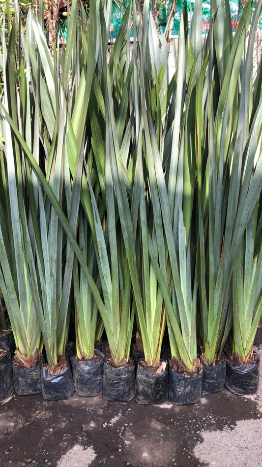 Formio verde