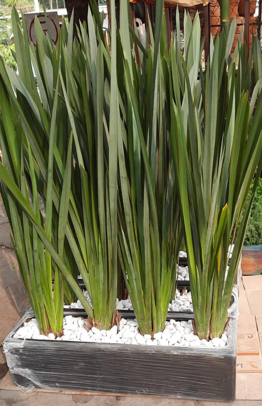 Jardinera fibra de vidrio